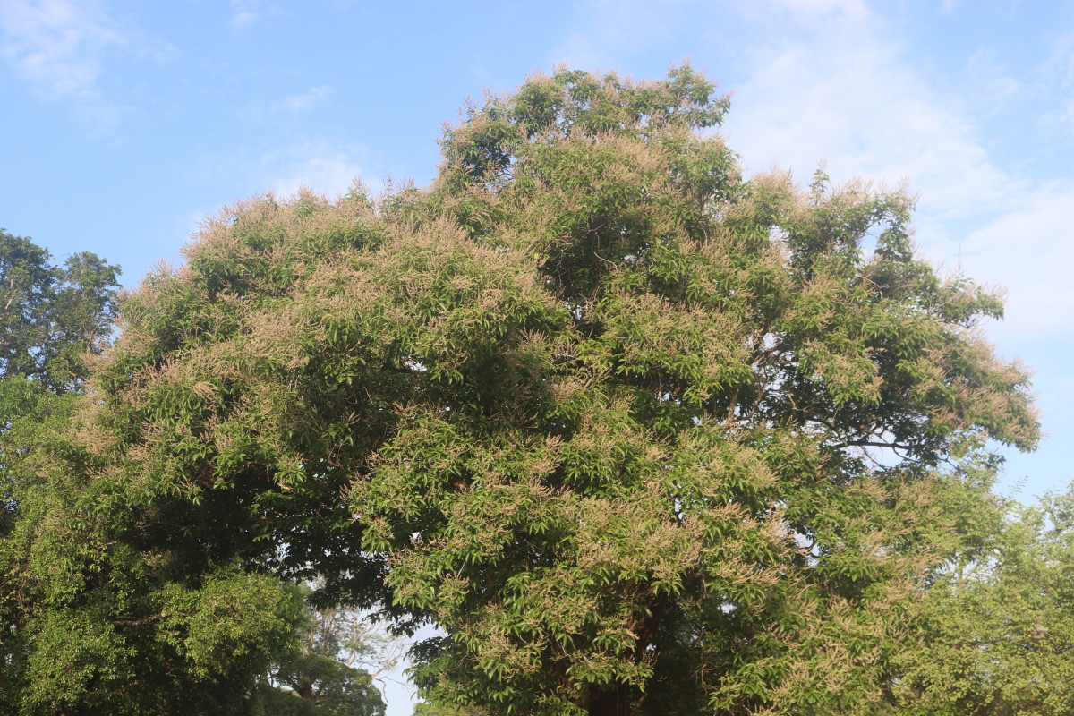 Vitex altissima L.f.